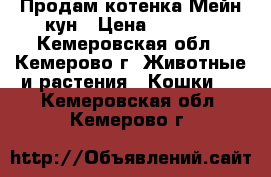 Продам котенка Мейн-кун › Цена ­ 4 500 - Кемеровская обл., Кемерово г. Животные и растения » Кошки   . Кемеровская обл.,Кемерово г.
